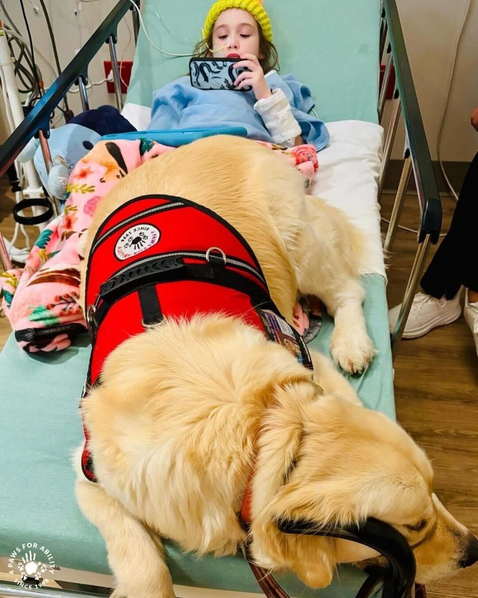 4 Paws For Ability tweet media