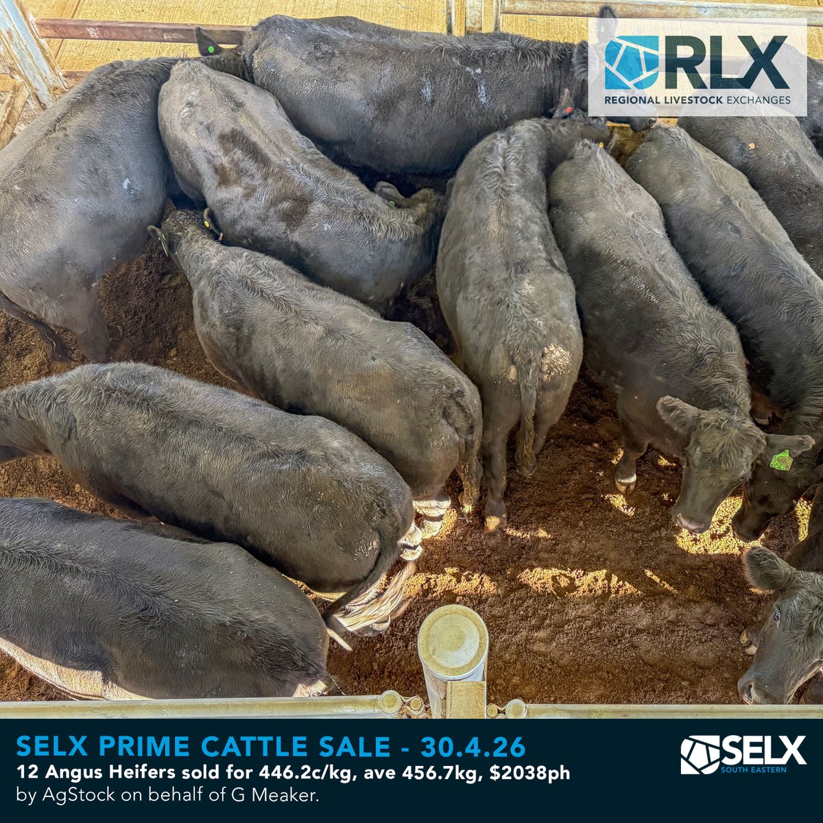 SELXNSW's tweet image. Market Snapshot - detailed market report @ rlx.com.au/market-info

Prime Cattle Sale, 30 April 2026

Bought to you by Livestock Solutions With Zoetis

#SELX #RLX #cattle #AussieBeef #livestock #saleyards #beef #heifers #weaners #steers #cows #bulls