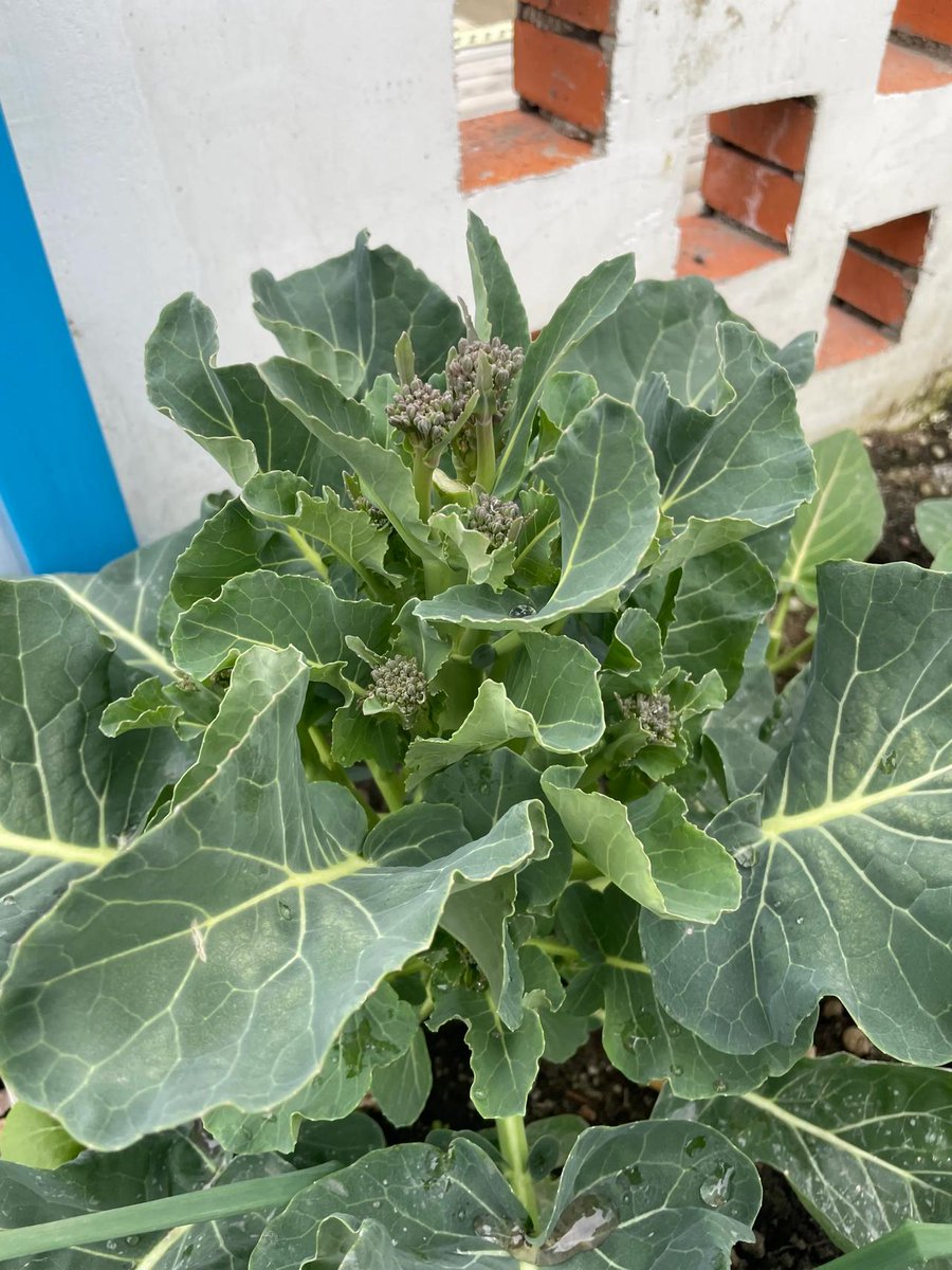 ughimi henry tweet media