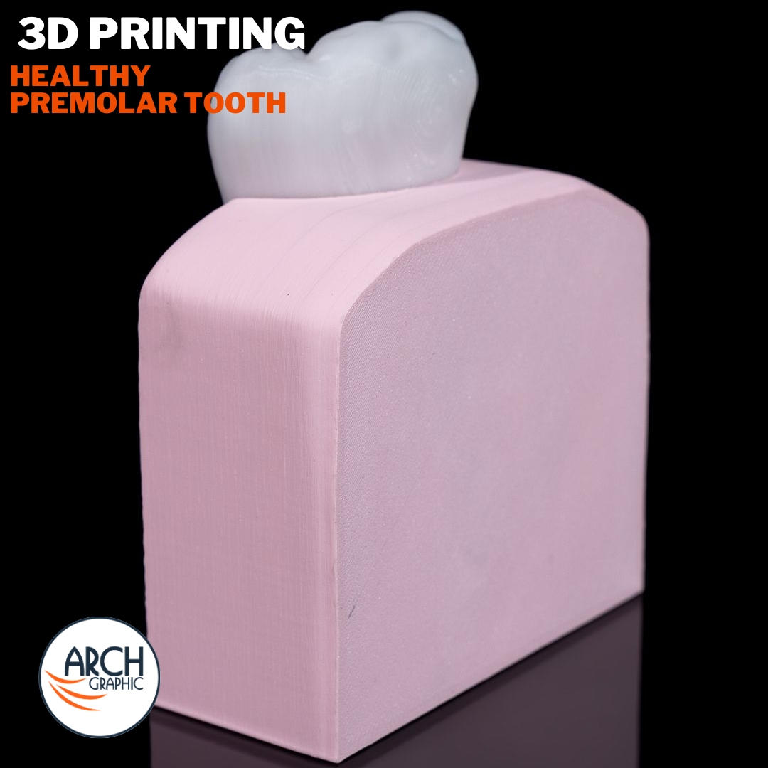 3d_archgraphic's tweet image. 3D printed premolar tooth model designed for dental education and professional training. Accurate form, clean details, and smooth finish for study and presentation. Made in Sharjah UAE 🦷✨ #dental3dprinting #uae #dentistry #3dprinting
