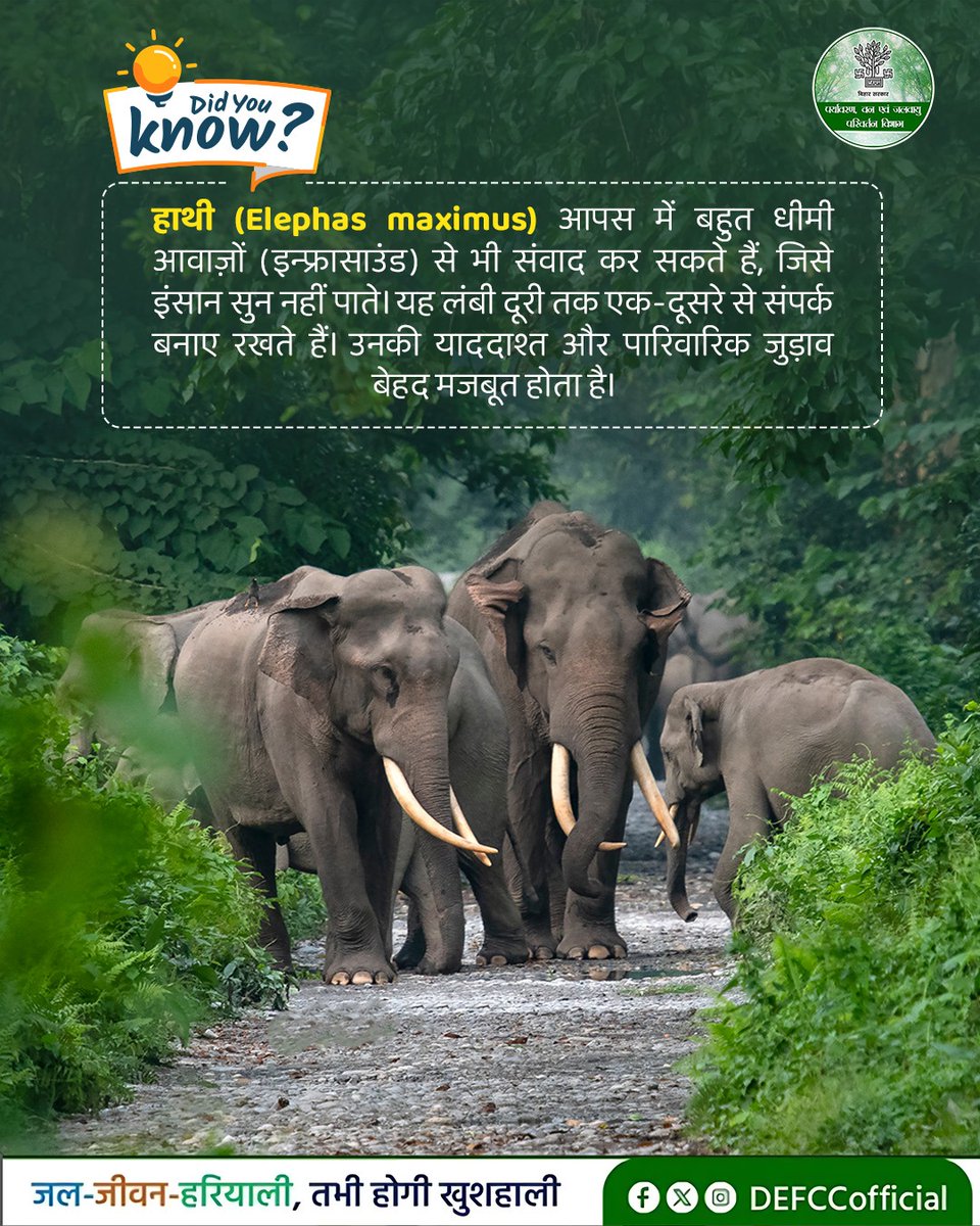 हाथी केवल विशालकाय ही नहीं, बल्कि अत्यंत बुद्धिमान और सामाजिक जीव भी हैं। इन्फ्रासाउंड के माध्यम से ये लंबी दूरी तक संवाद बनाए रखते हैं, जो उनकी एक अद्भुत विशेषता है। आइए, ऐसे अनोखे वन्यजीवों के संरक्षण के प्रति जागरूक बनें।

<a href="/IPRDBihar/">IPRD Bihar</a> <a href="/moefcc/">MoEF&CC</a> 

#Elephant #Elephasmaximus
