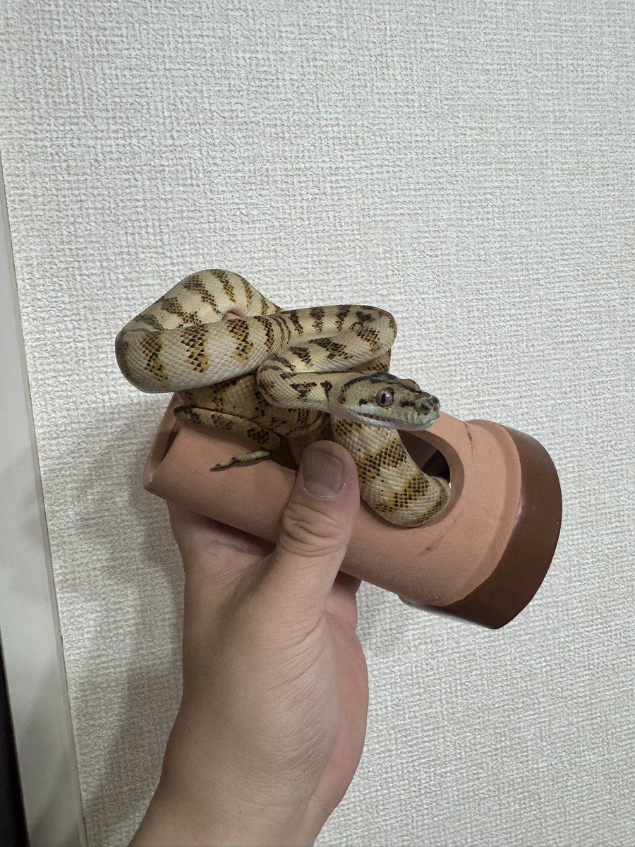 りょやのすけ tweet media