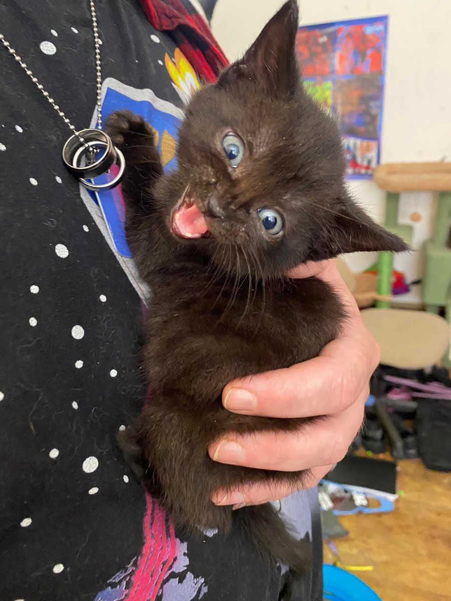 DeeMeow🐾 (@DeeMeow3) / Posts / X