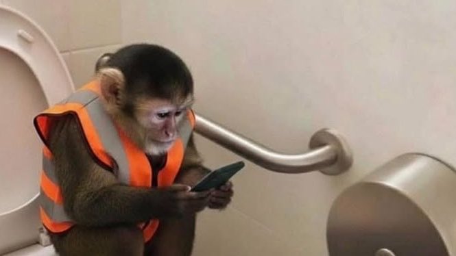 TSHIAMO tweet media