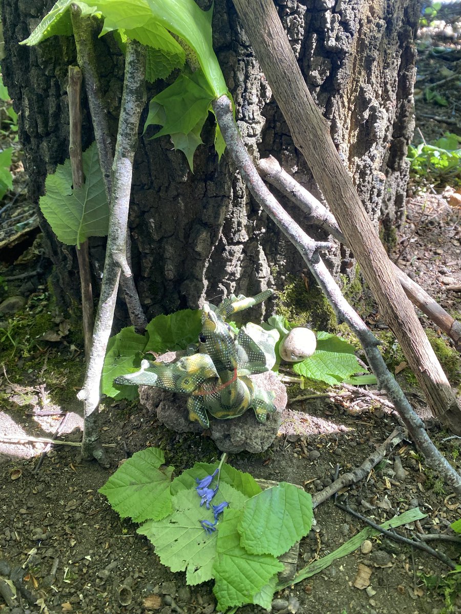 MarlboroughPrim's tweet image. #ForestSchool What a super morning 1C are having at Wyndcliffe. They are busy making a new home for Mrs Pearson’s Dragon, using only natural resources.