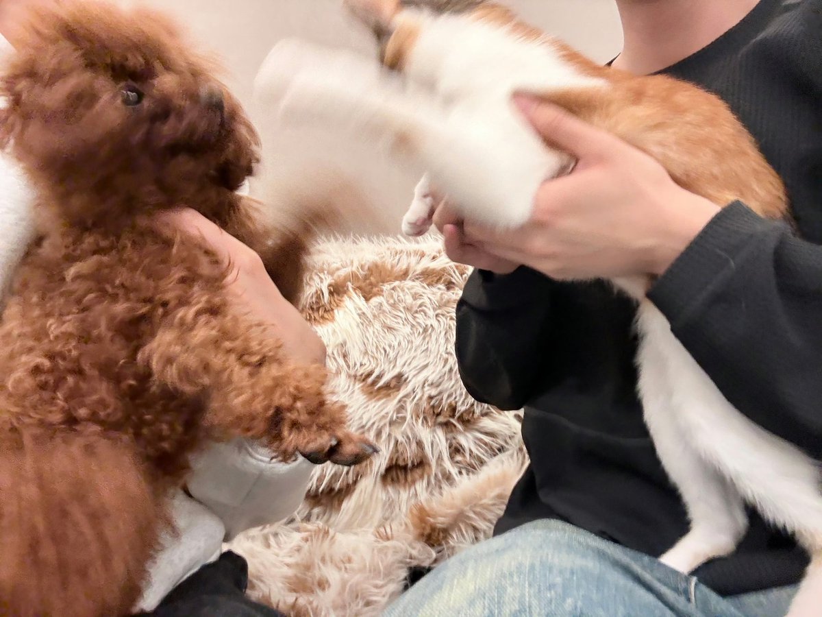 ☆ₛₜₐᵣₗᵢₜₚᵤₖₐ☆ᴴᴵᴮᴵ(uni season) tweet media