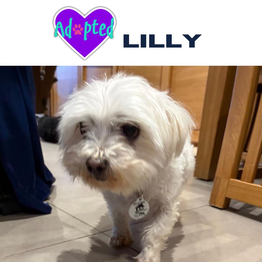 AlmostHome_Dog's tweet image. Lovely Lilly has been adopted  😁 

   almosthome.dog 

#NorthWales #RescueDog #DogRescue

Don’t forget to join our Facebook community group for updates on all our dogs in their new homes, foster homes and from our volunteer walkers 😁 

facebook.com/groups/almosth…