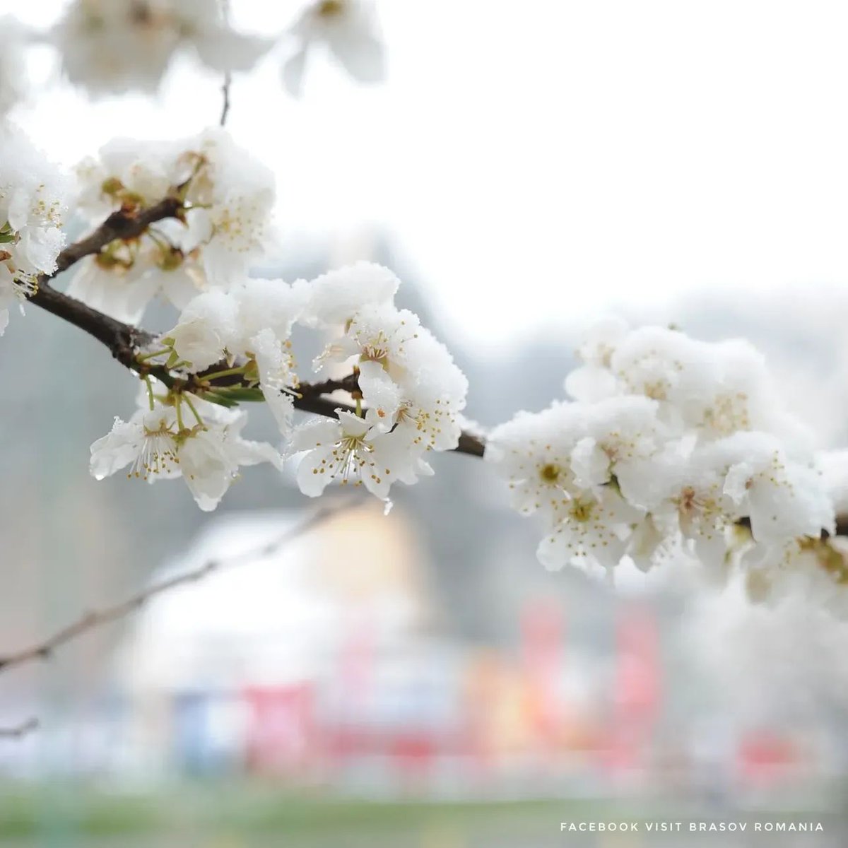 Travel_2Romania's tweet image. Primăvara înflorită, surprinsă sub fulgi de nea în Poiana Brașov. 🌸🌨️🌿 @visitbrasovromania 
#flowers #spring #snow #romania 
📷 Visit Brașov România