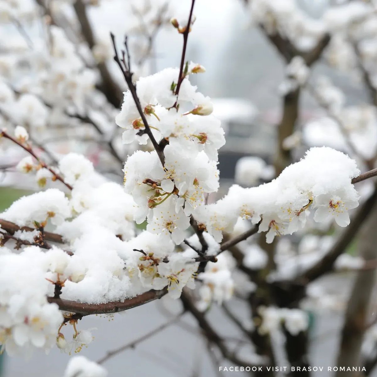 Travel_2Romania's tweet image. Primăvara înflorită, surprinsă sub fulgi de nea în Poiana Brașov. 🌸🌨️🌿 @visitbrasovromania 
#flowers #spring #snow #romania 
📷 Visit Brașov România