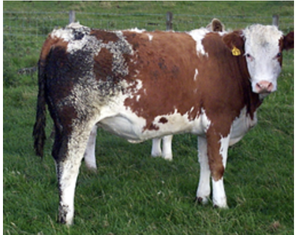 COWSworms's tweet photo. Parasitic worms are not evenly distributed among animals within a herd. 20% of cattle could possibly carry 80% of worms. Treatment of poorly performing individuals or those with high faecal egg counts can lead to a disproportionate reduction in roundworm infections. Photo: NADIS https://t.co/jmqWI3QECF