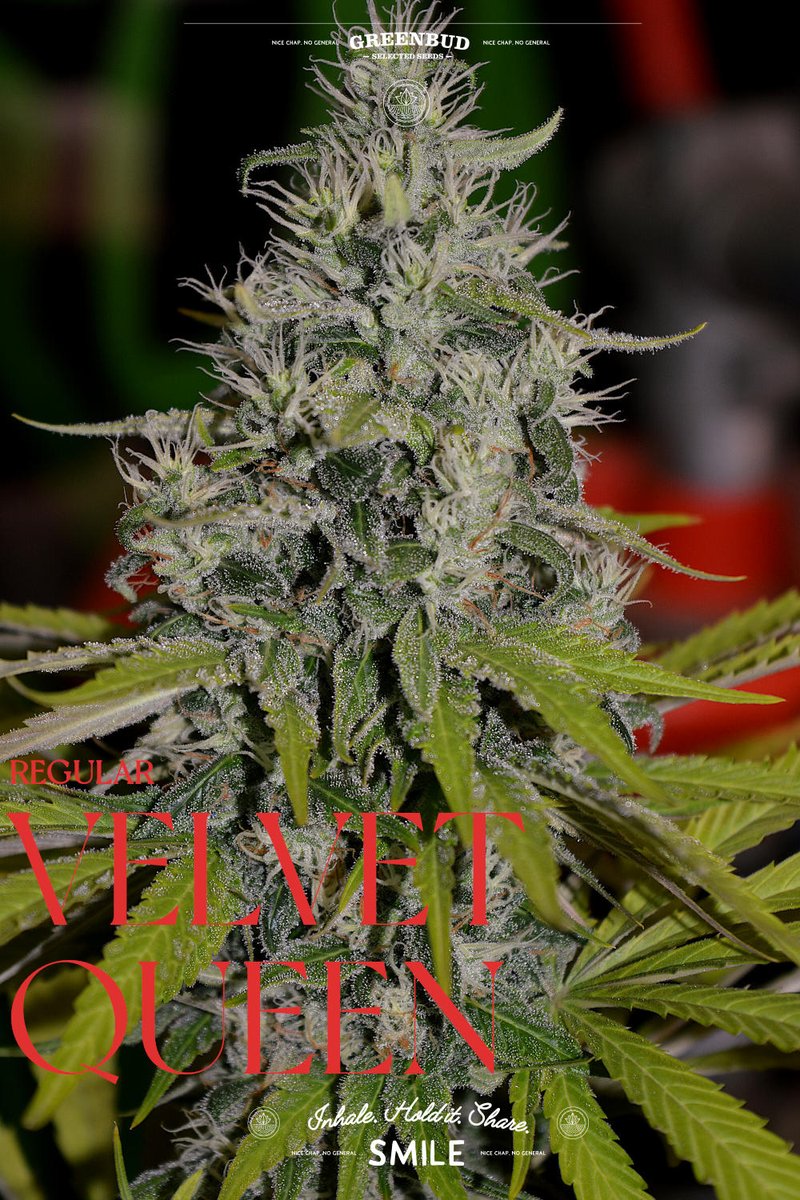 GreenbudSeeds's tweet image. Velvet Queen, in its purest form. 🌱

Orange Velvet × Space Queen, delivering citrus candy, tropical fruit, and deep berry notes with strong structure and rich resin expression.

Regular Limited Edition for selection and breeding.

#GreenbudSeeds #CannabisCommunity #weedlovers