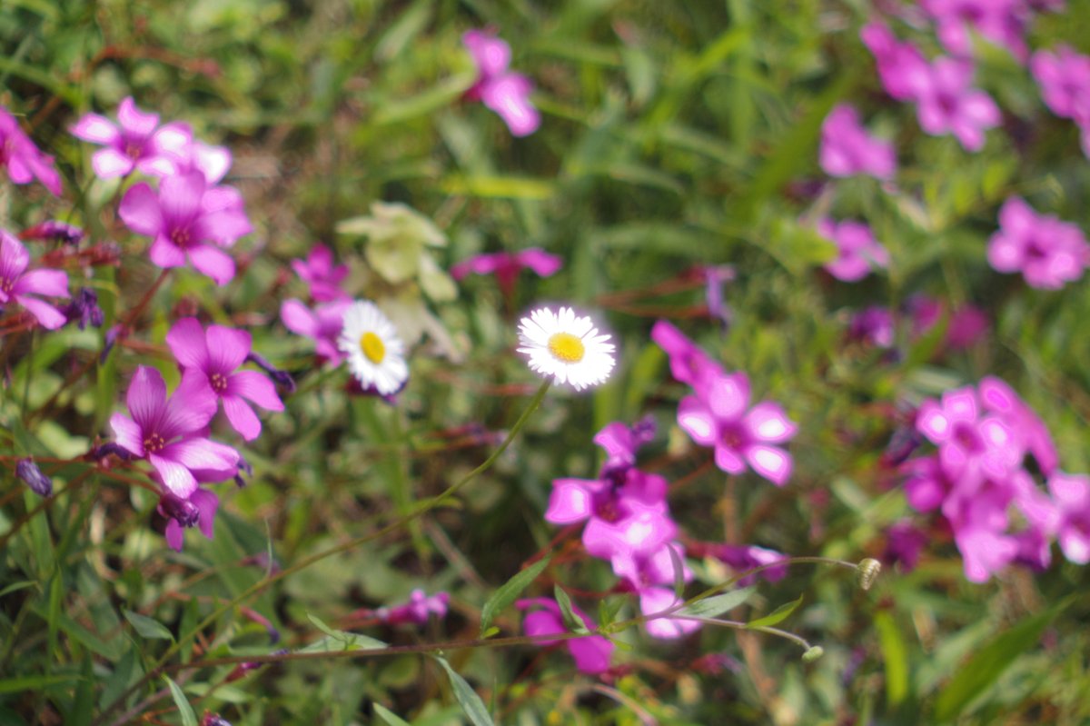 getche74's tweet image. 木曜日お疲れ様でした。
ちょっとだけ電車空いてました😇

#TLを花でいっぱいにしよう 
#photography