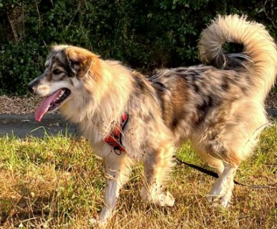 Missing Animaux 81 tweet media