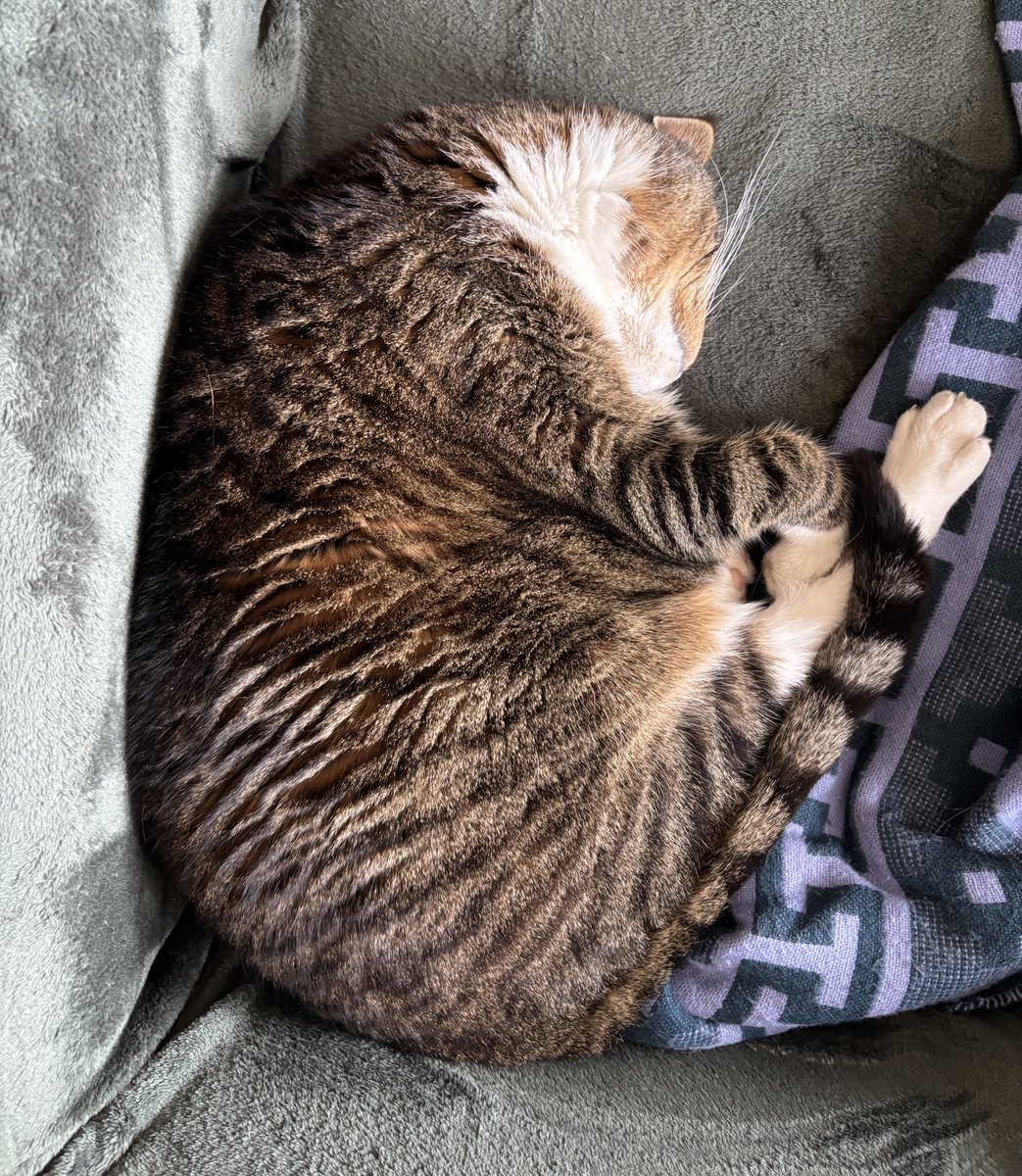 #dagensmiffo tweet media