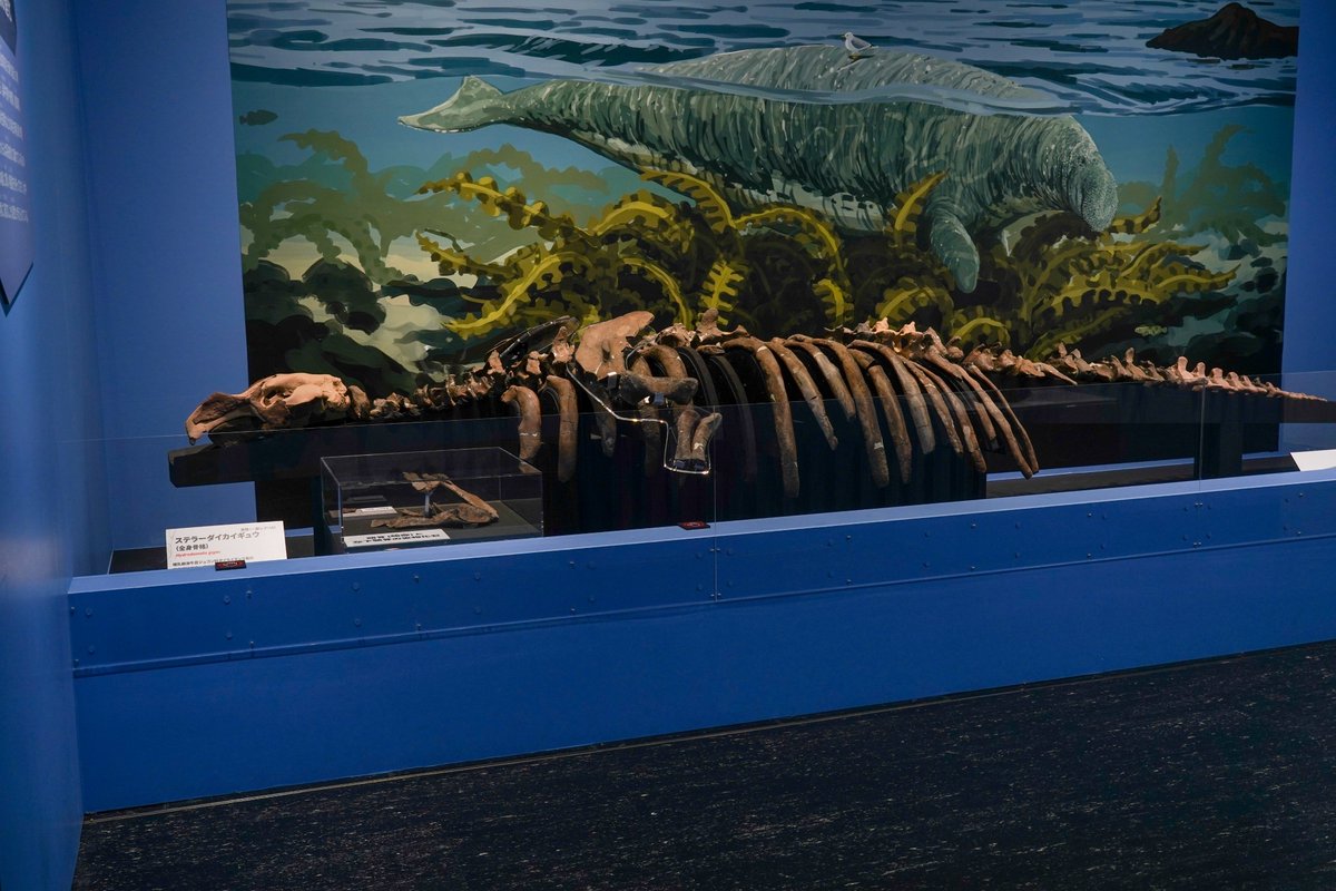 Tricorcasun1353's tweet photo. 本日は名古屋市科学館の大絶滅展へ。巡回展でよくある東京会場からの展示物カットは殆どなし！！地方民的にはそれだけでも十分に嬉しい！！！GWにまだ予定がある人！東京会場で満足に見られなかった人！！名古屋へおいでよ！！！！！
#大絶滅展
#名古屋市科学館 https://t.co/kZMRaGz3c6