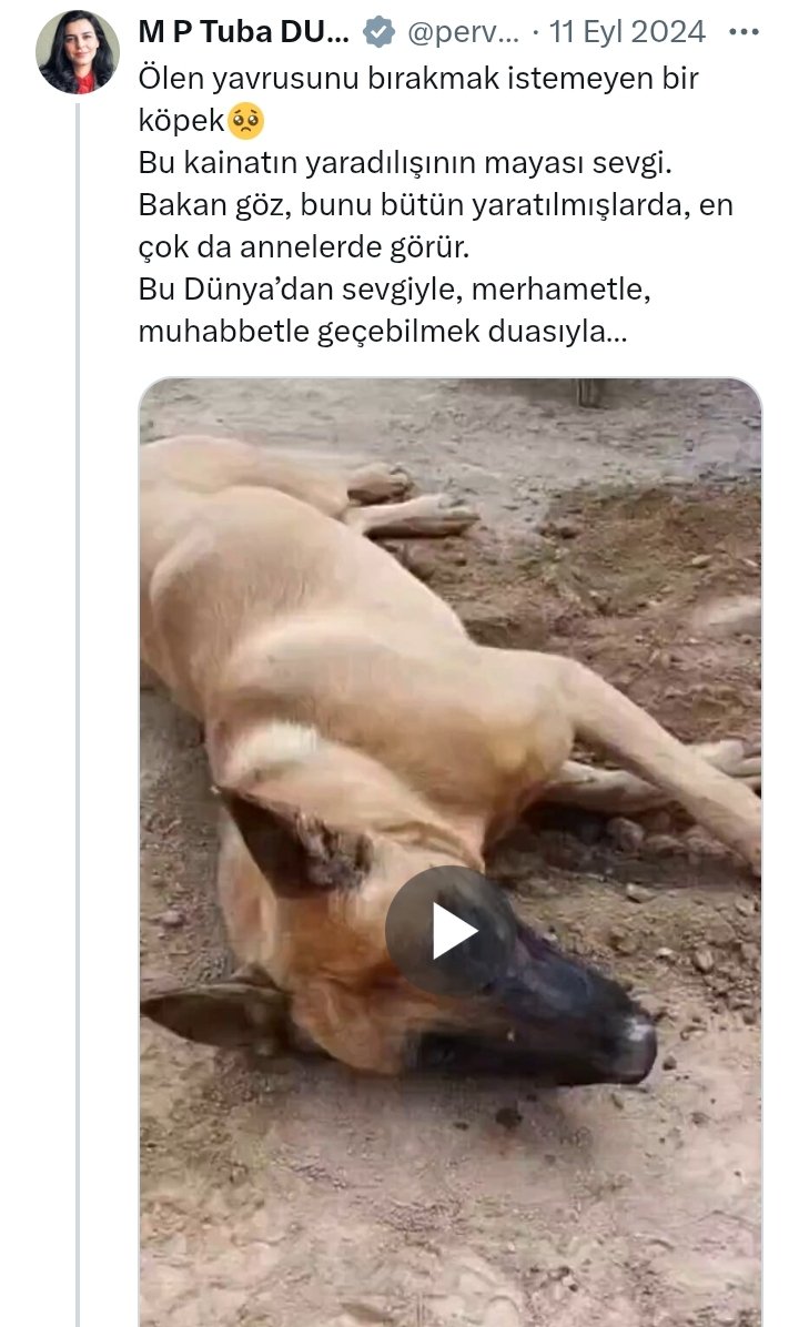 Sarachesarasara's tweet photo. @mustafaciftcitr Van'da köpekler cocuk yemeye doymuyor.

Köpek derken gozleri dolu dolu olanlar nerede?

Mecliste tabii ki!

#hamzaozsoy 
#metedurna 
Nın anneleri umurunda mı?

@RTErdogan 
@RTEdijital https://t.co/AfO4OTC6lG