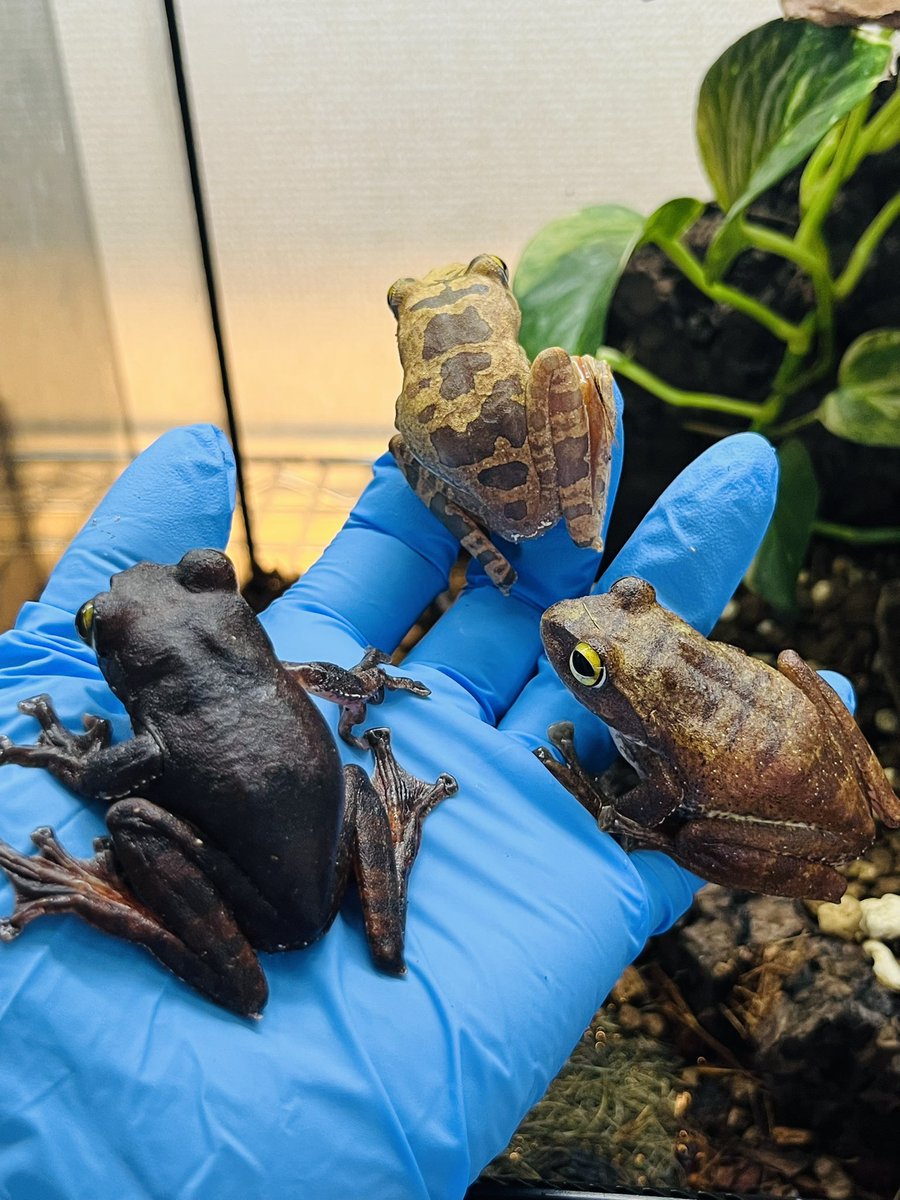 あおのり tweet media