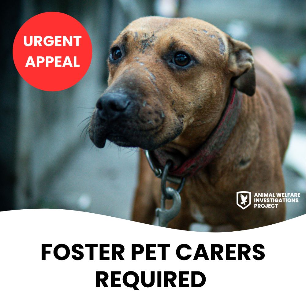 awipngo's tweet photo. 🚨 URGENT: Foster homes needed across England &amp; Wales!

Over the coming weeks we expect 60+ animals to be rescued from cruelty cases, and we urgently need safe foster homes to help them recover. 🐾 

👉 Apply to foster: https://t.co/eYEamqymHp https://t.co/Zby6RJidEe