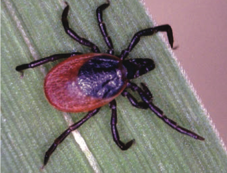 COWSworms's tweet photo. Ticks become active &amp; feed in spring once temps reach 7 deg. Babesiosis/redwater &amp; anaplasmosis/tick-borne fever are the most important diseases in UK. Usually occur between May and November, or earlier if winter was mild. Read more  https://t.co/8d2kYrkRAx  Photo A Jennett https://t.co/PgaImCXA02