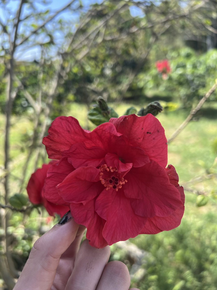 Los Deseos De Siena 🌸 tweet media