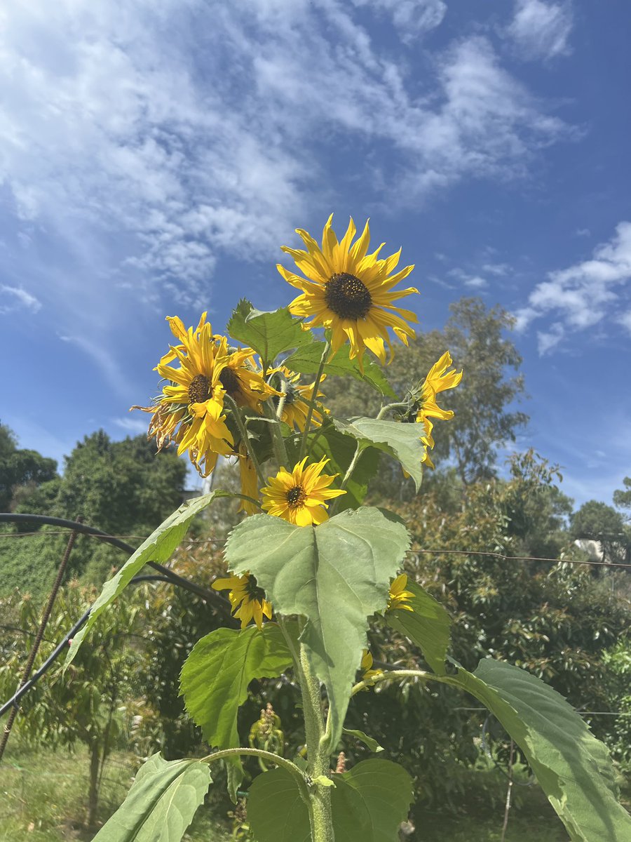 Los Deseos De Siena 🌸 tweet media