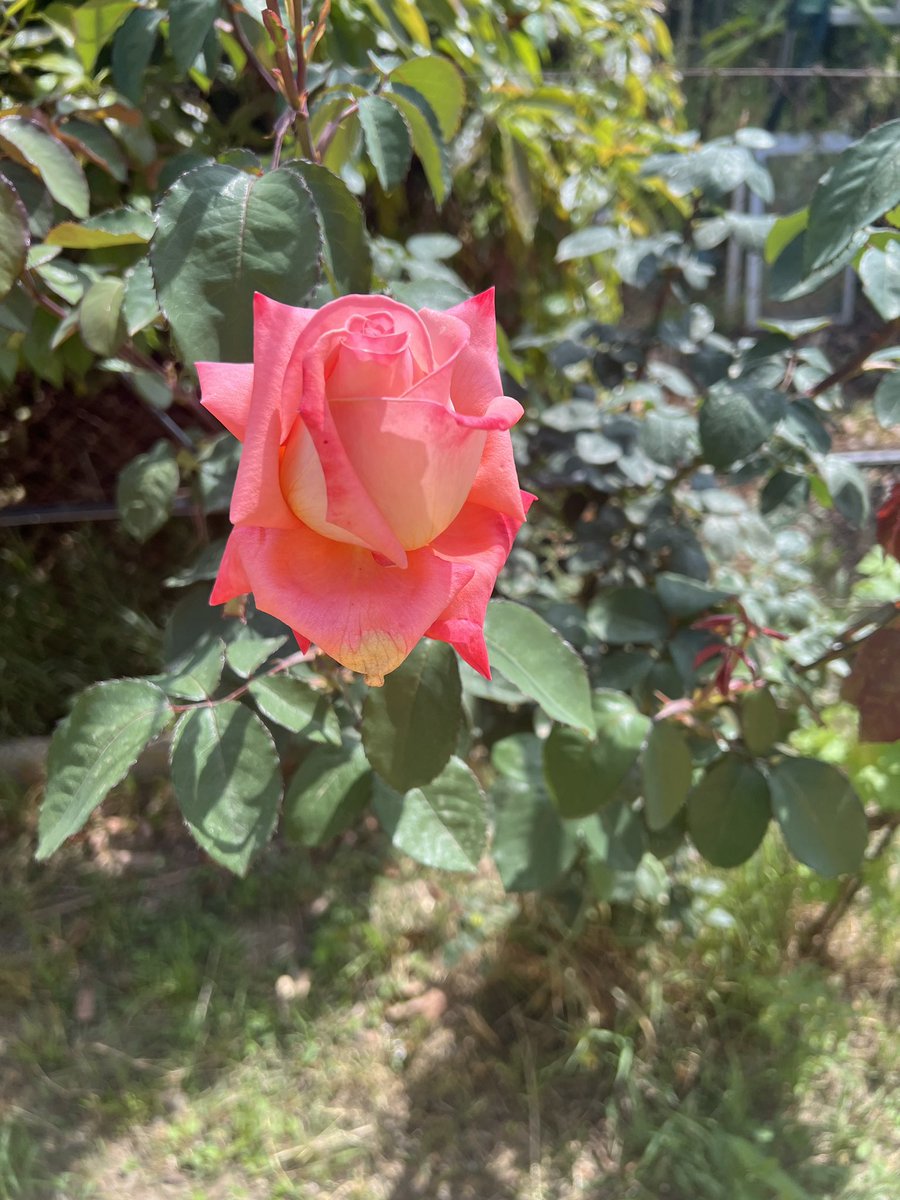 Los Deseos De Siena 🌸 tweet media