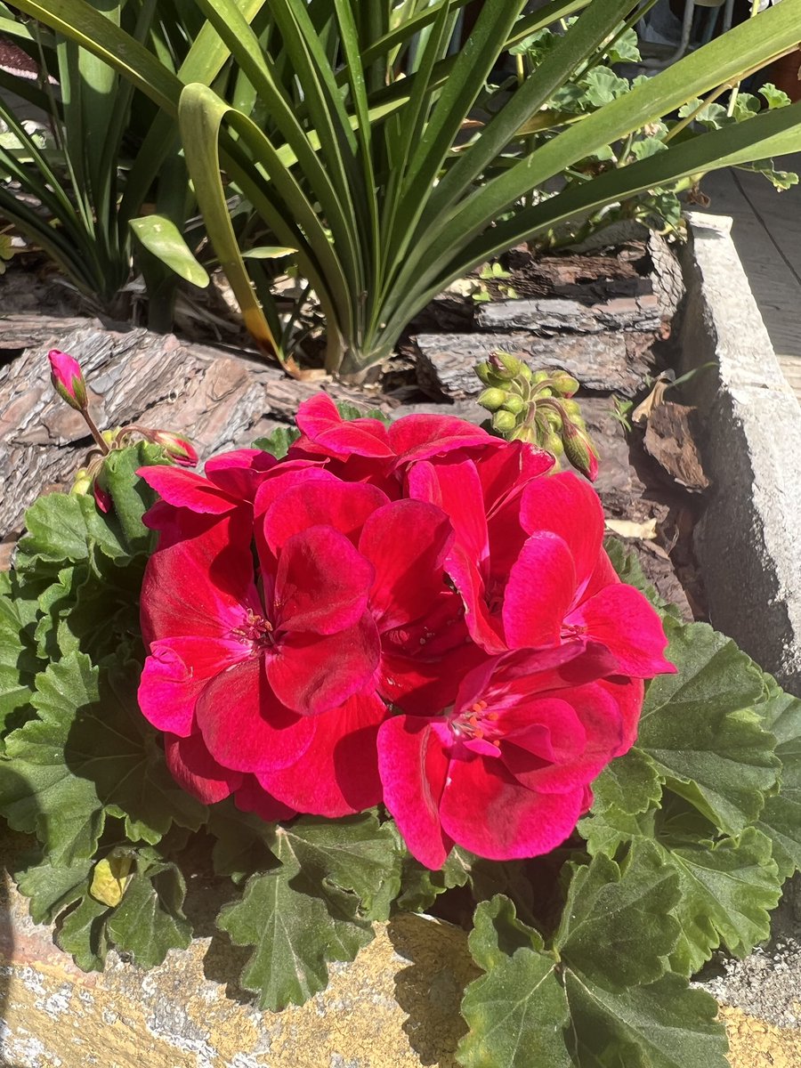 Los Deseos De Siena 🌸 tweet media