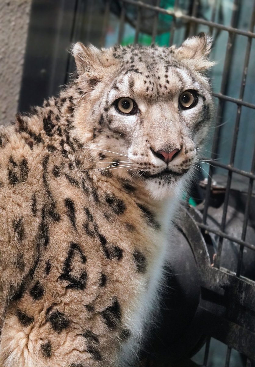 big cats lover tweet media