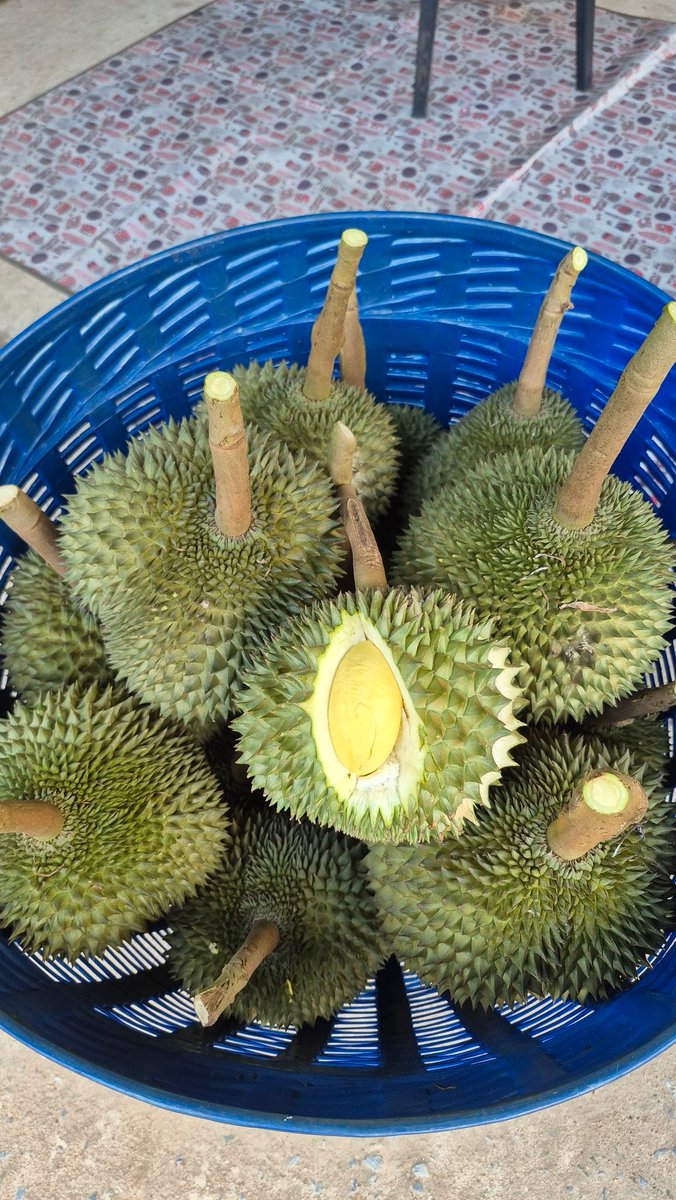 kunphoung's tweet photo. ก้านยาวแก่จัดมาแล้วค่า...เนื้อดีมาก  หวานมัน อร่อยมาก
นน.~1.8-2.5 กก./ลูก
🧡ราคากก.ละ 160 บาท
🚚 ค่าส่งเหมาๆ 70 บาท
📢สนใจ Dm จ้า
#เป๊กผลิตโชค
#PeckpaLitchoke
#สวนตาวิทย์
#ทุเรียนก้านยาว https://t.co/RyogiCf0g0