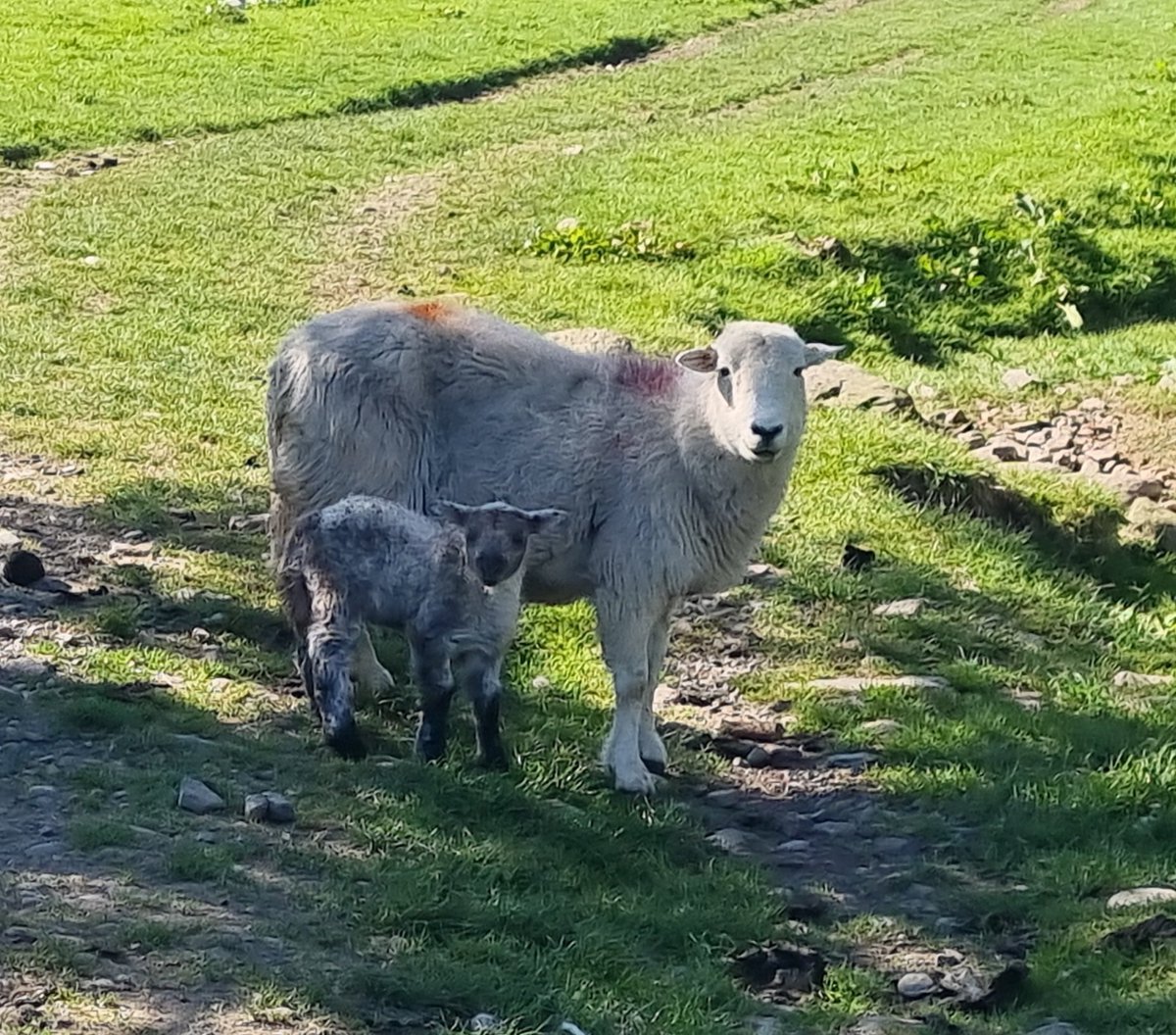 JMcK2018's tweet image. More sheep...🐑♥️
#sheep
#trekking 
#photography