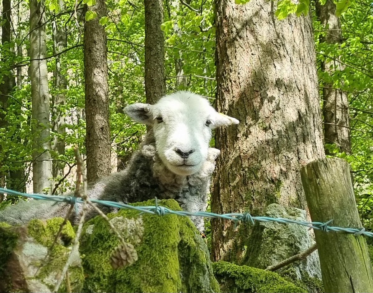 JMcK2018's tweet image. More sheep...🐑♥️
#sheep
#trekking 
#photography