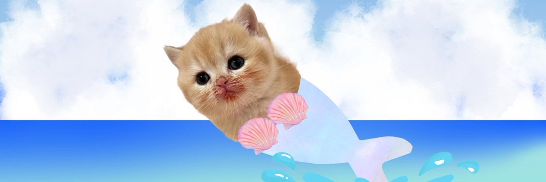 ชลน แมวส้มแท้ๆ 🐱 tweet media