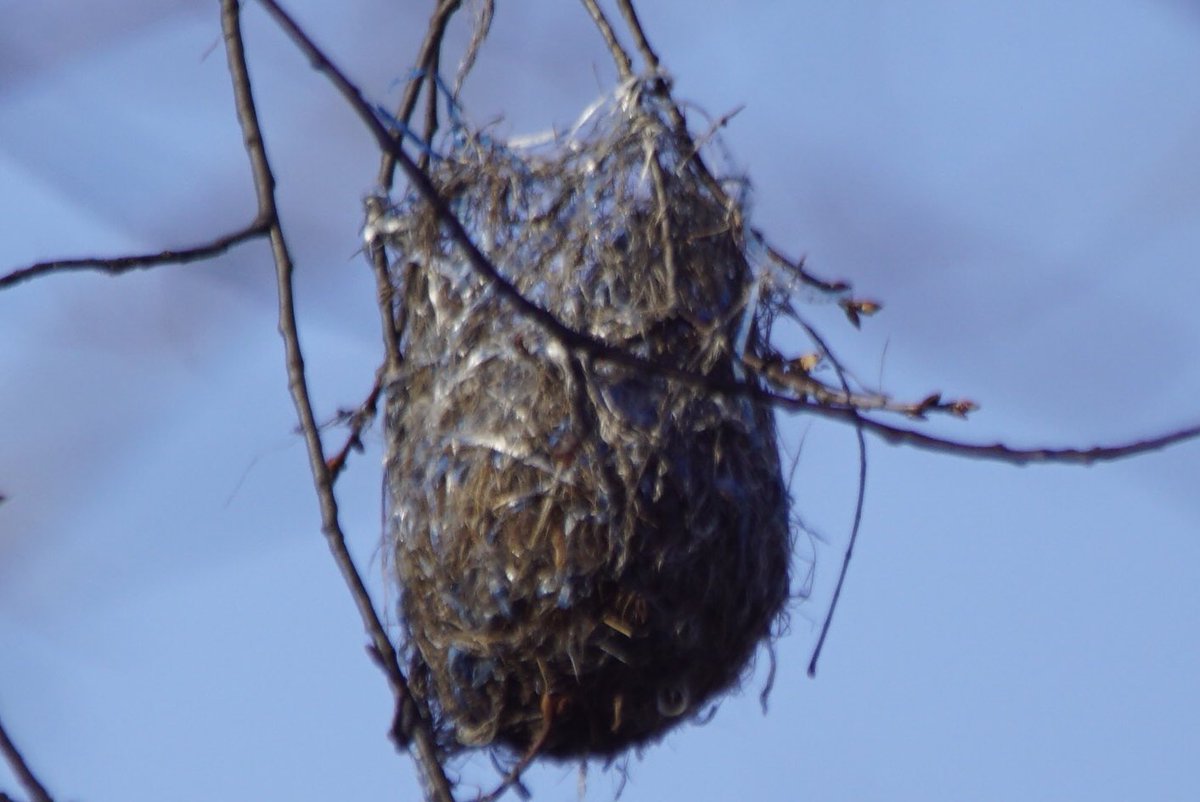 slipfanejc's tweet image. This is the nest of a Baltimore Oriole. Two families live in my backyard. This is one of last years nests in 2025. In the Appalachian Mountains of Pennsylvania. #birding