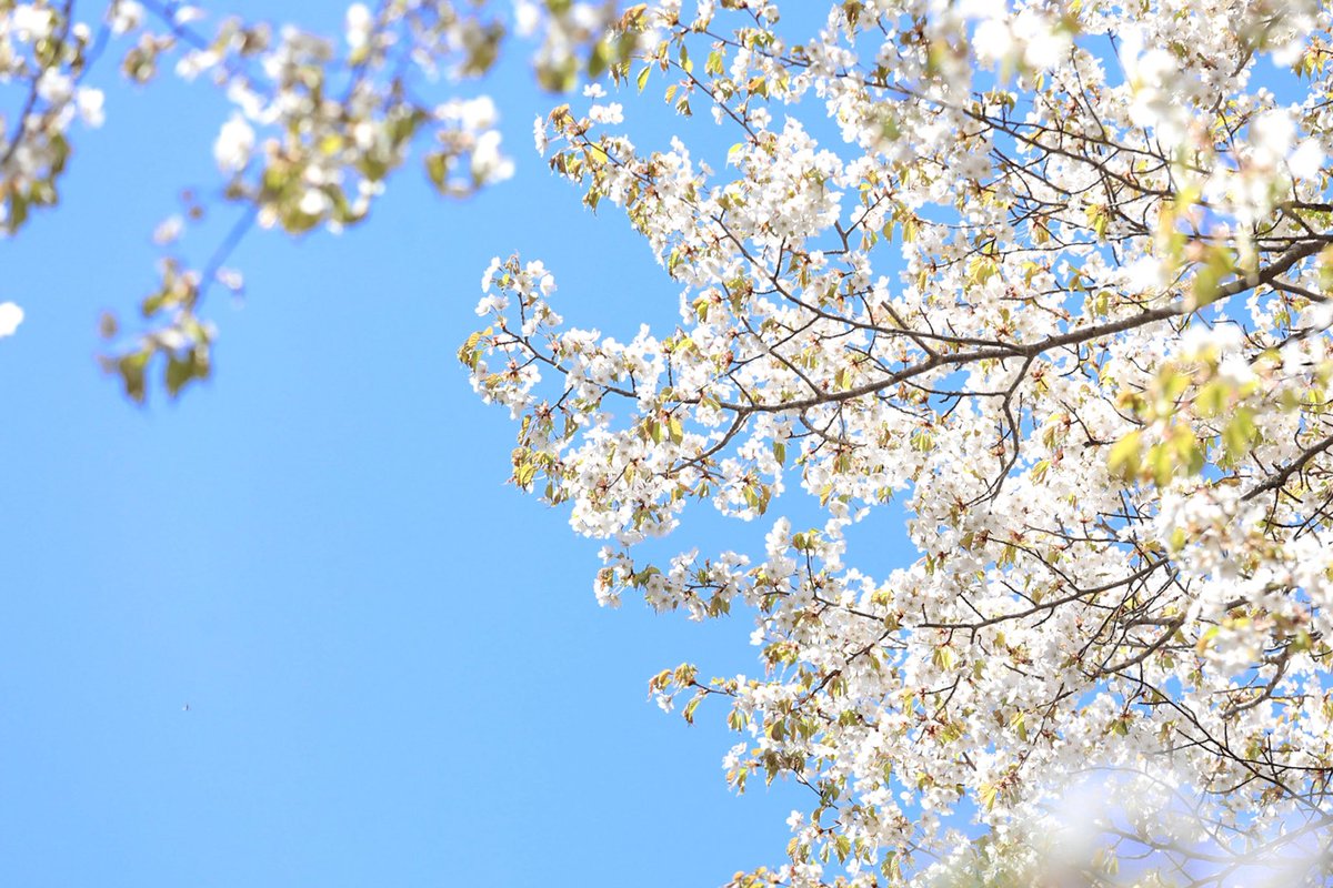 rockyousaba's tweet photo. 桜。
2026/4/29 https://t.co/UHuslkP1id