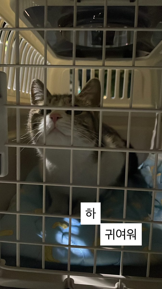 가족찾는 냥냥이 tweet media