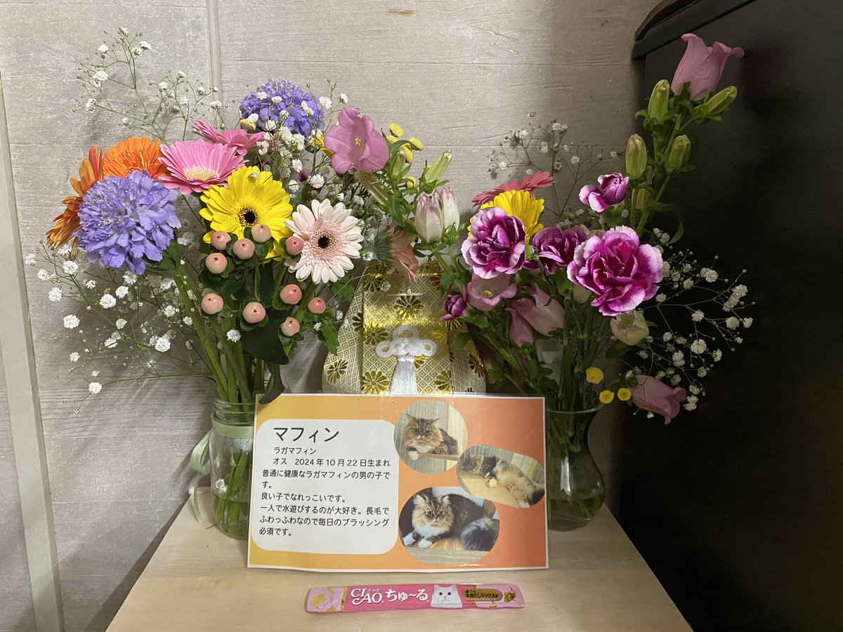 保護猫譲渡るーむ tweet media