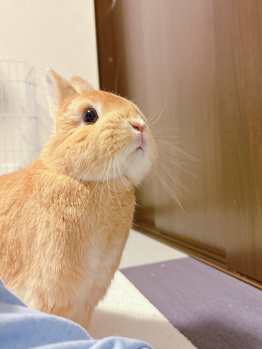 うさぎのほの🥕 tweet media