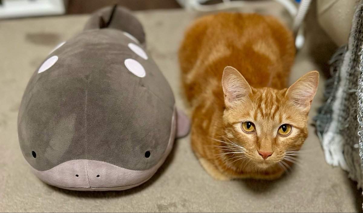 先輩と同じサイズになった猫です