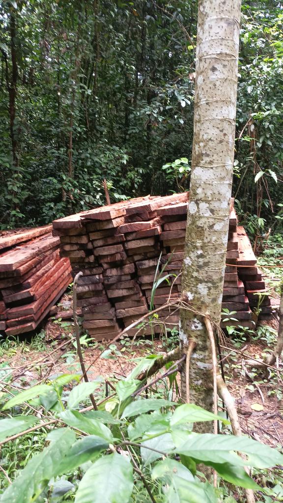 AbiluTangwa's tweet image. Our children deserve a world where forests thrive and wildlife roams free. 🌍 Say NO to deforestation in the Amazon &amp;amp; Congo Basin. Let’s make choices today that ensure a sustainable tomorrow. 🌳 #ChooseWisely #ActOnClimate