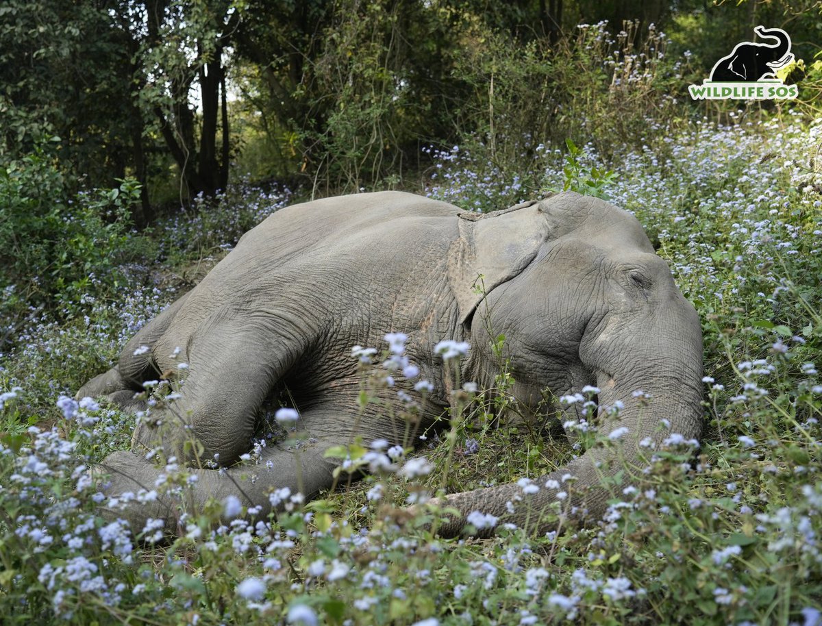 Wildlife SOS tweet media