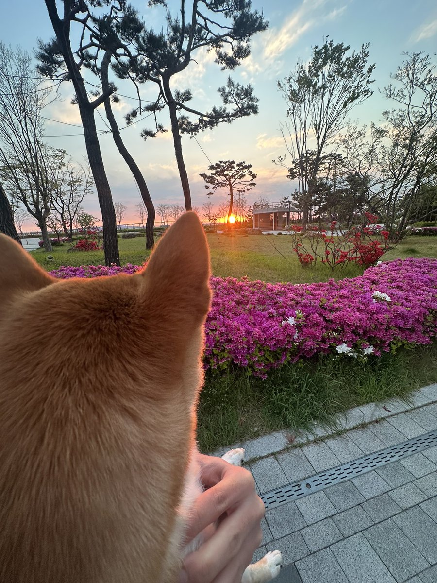 Ras9915's tweet photo. Kong 元気になってよかったー🐶😘
ついでに俺も元気！👻 https://t.co/57SVlQAy7C