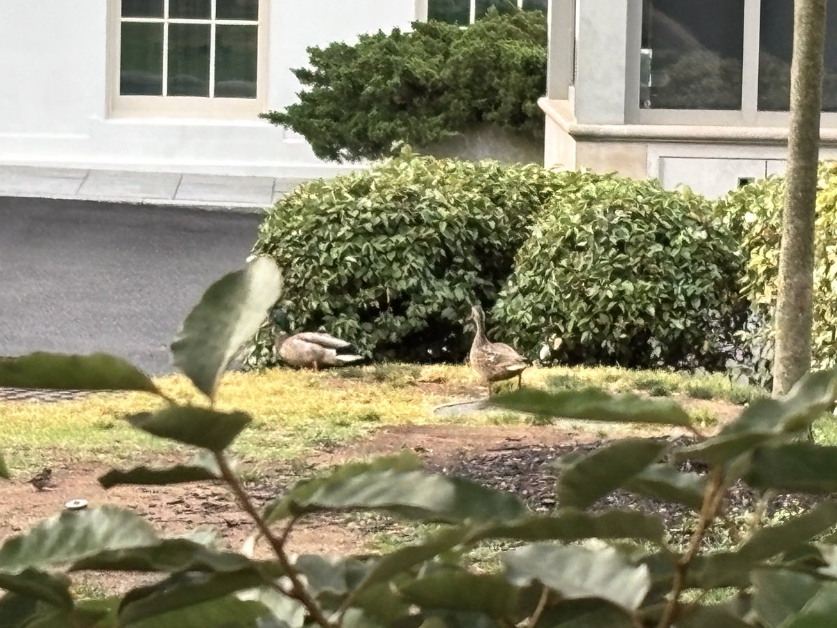 THE WHITE HOUSE
 -April 30, 2026

A Mallard duck pair heading to the West Wing 

-- What might be the purpose of their trip?