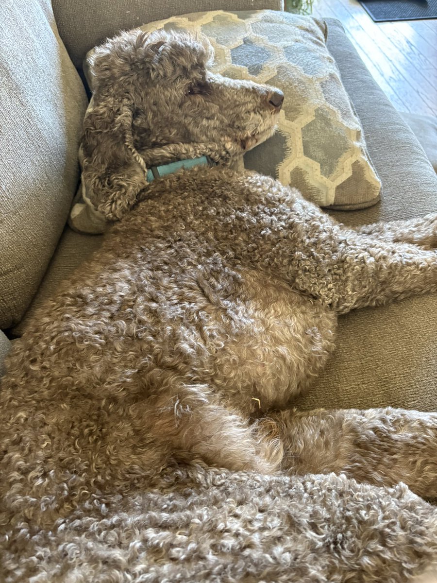 Cassie Cynical🐩 tweet media