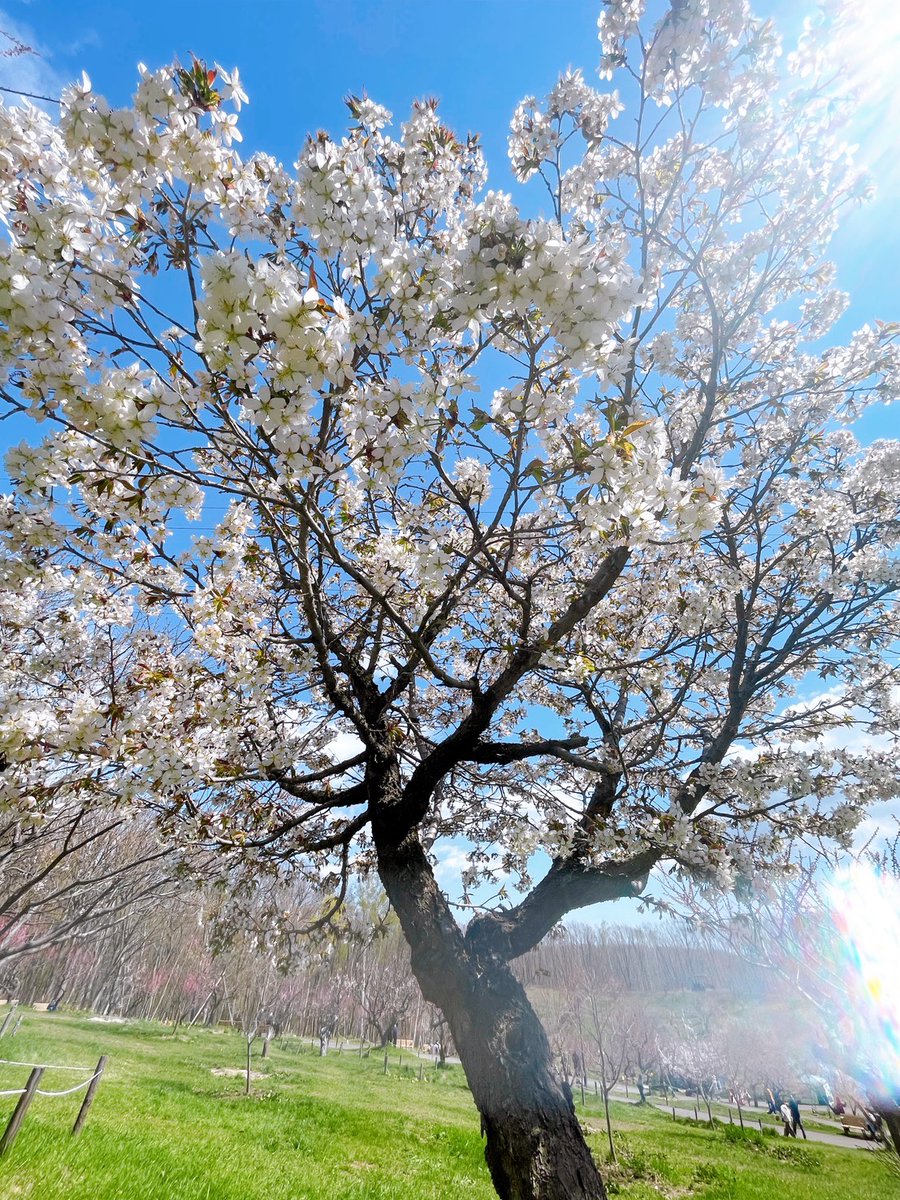 kitune1965's tweet photo. https://t.co/qhP3YLjpbE