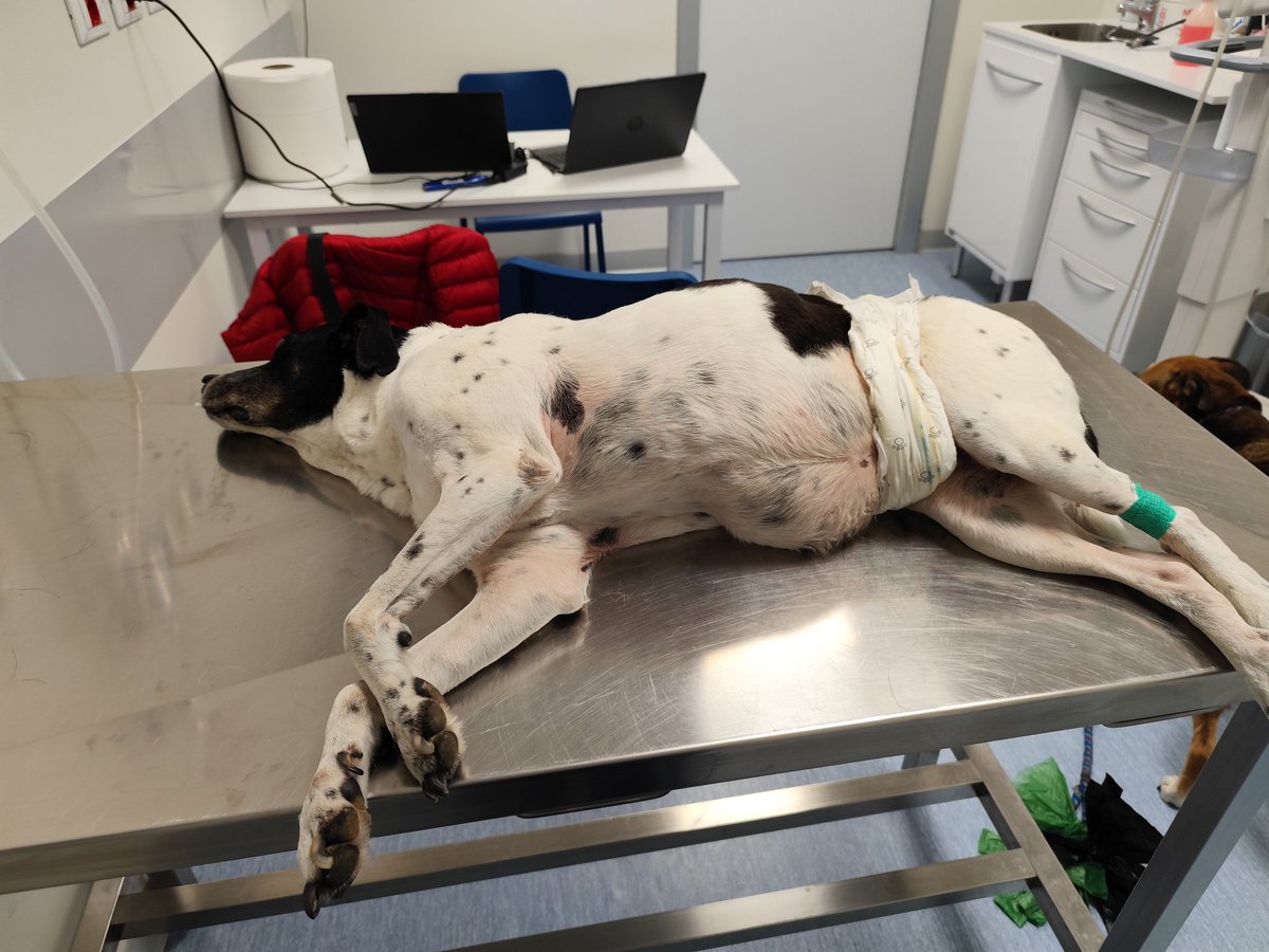 Jack & Timos - senior dogs tweet media