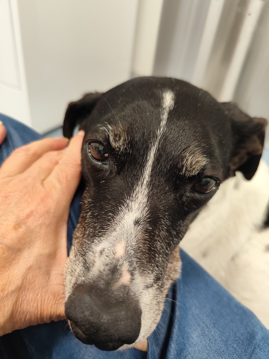 Jack & Timos - senior dogs tweet media