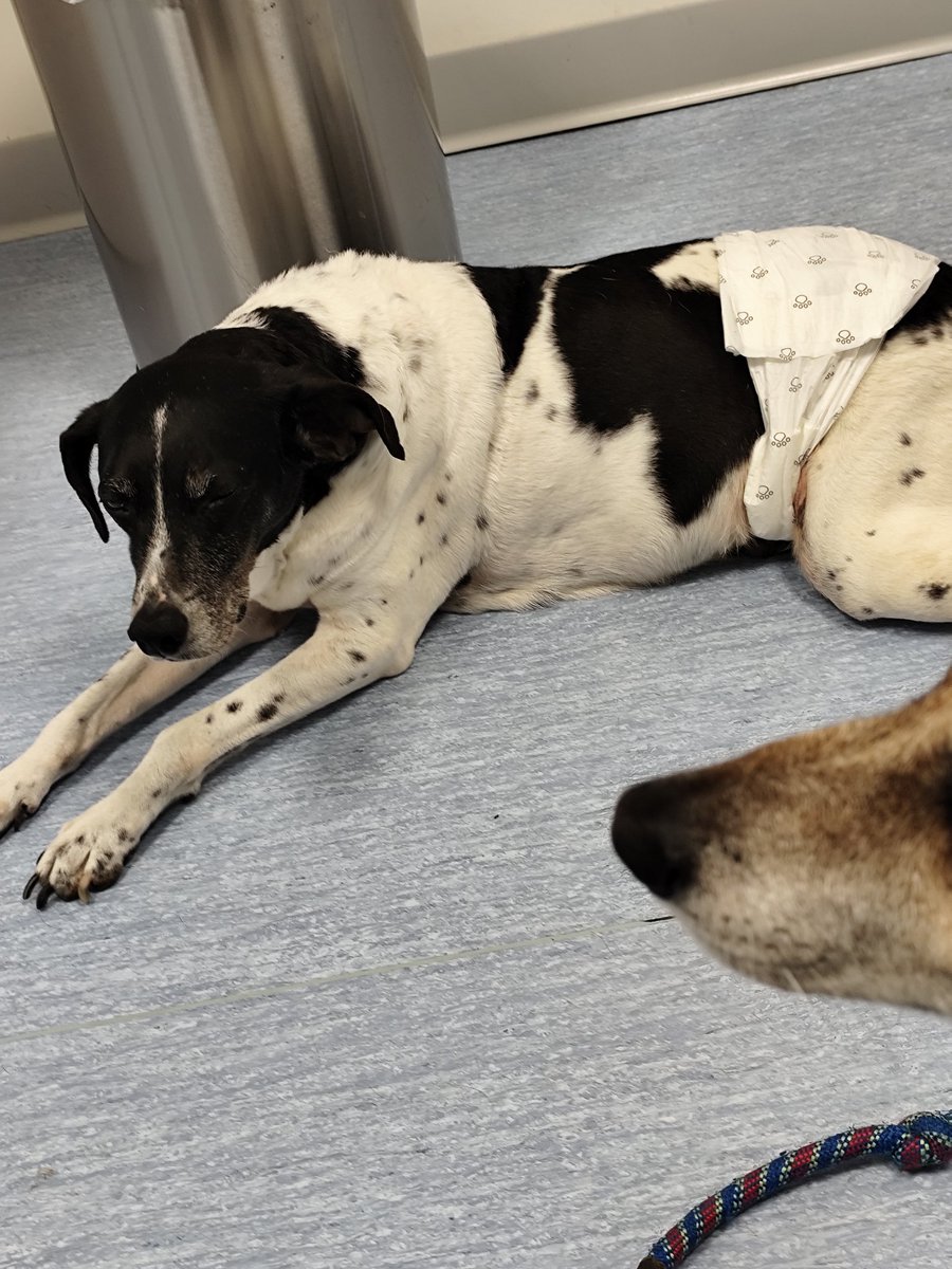 Jack & Timos - senior dogs tweet media