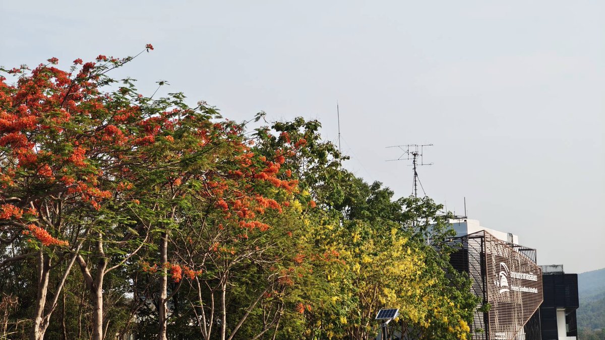 NARIT_Thailand's tweet photo. สีสันของสำนักงานใหญ่ NARIT ในช่วงนี้

นอกจากให้บริการท้องฟ้าจำลอง นิทรรศการดาราศาสตร์ และหอดูดาวแล้ว NARIT เปิดให้เข้ามาเดินเล่นพักผ่อน และวิ่งออกกำลังกายด้วยนะครับ หรือจะแวะมาถ่ายรูปดอกไม้สวย ๆ ก็ได้

📍 อุทยานดาราศาสตร์สิรินธร อ.แม่ริม จ.เชียงใหม่ https://t.co/4VvAHCnwH5