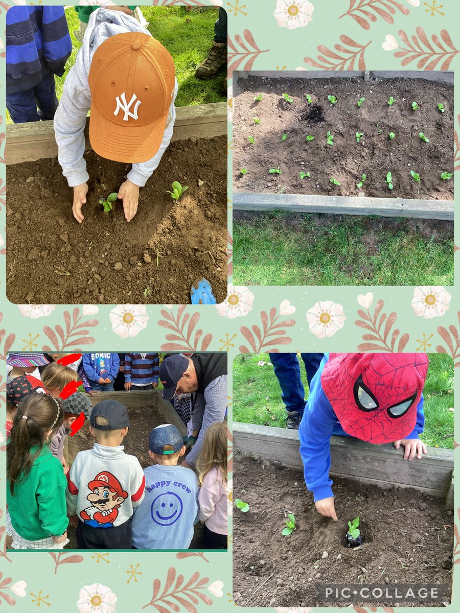 newport_primary's tweet image. In nursery, Jeff from Kettle Produce came to speak to us about planting and growing. They kindly donated lettuce for us to plant where Jeff taught us the secrets to successfully growing different things! Thank you Jeff and Kettle Produce! 🌱 #KettleProduce #planting #Growing
