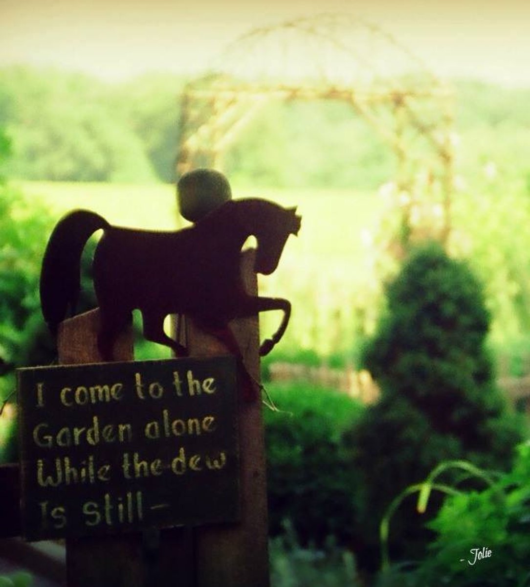 JolieBStudios's tweet image. Stillness Found in the Garden #analog #morning #dew  #lyric
